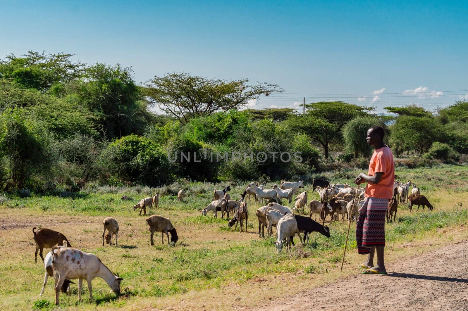 Kenya.2019 year. janvier 2.Masai shepherdess with goats near water hole in Samburu