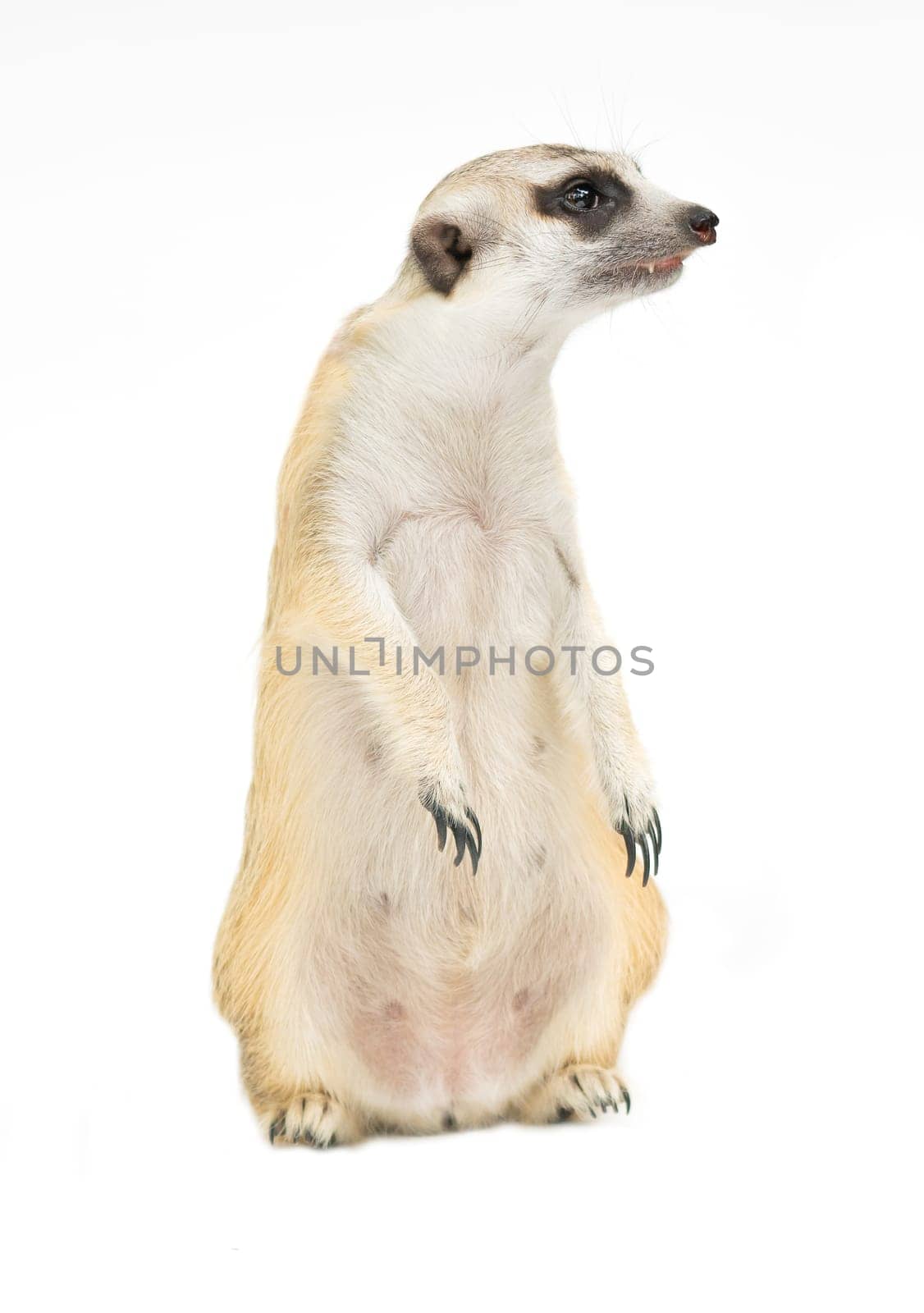 cute meerkat ( Suricata suricatta ) isolated on white background
