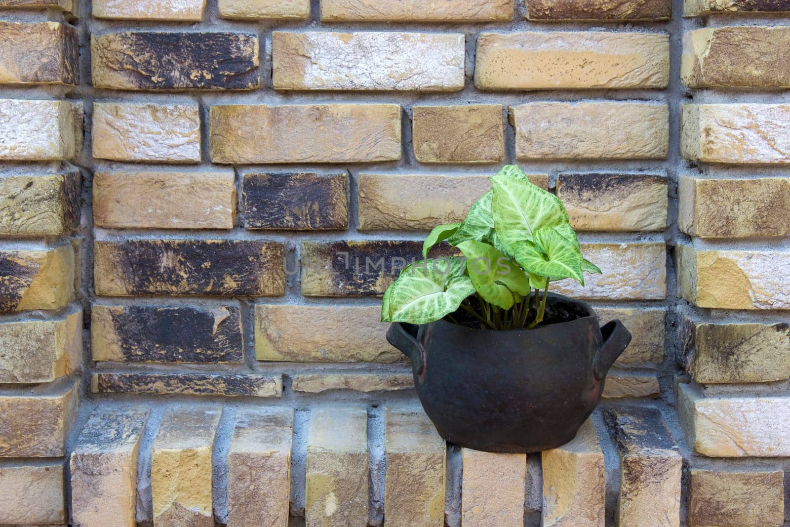 green plant in a clay pot on a brick wall