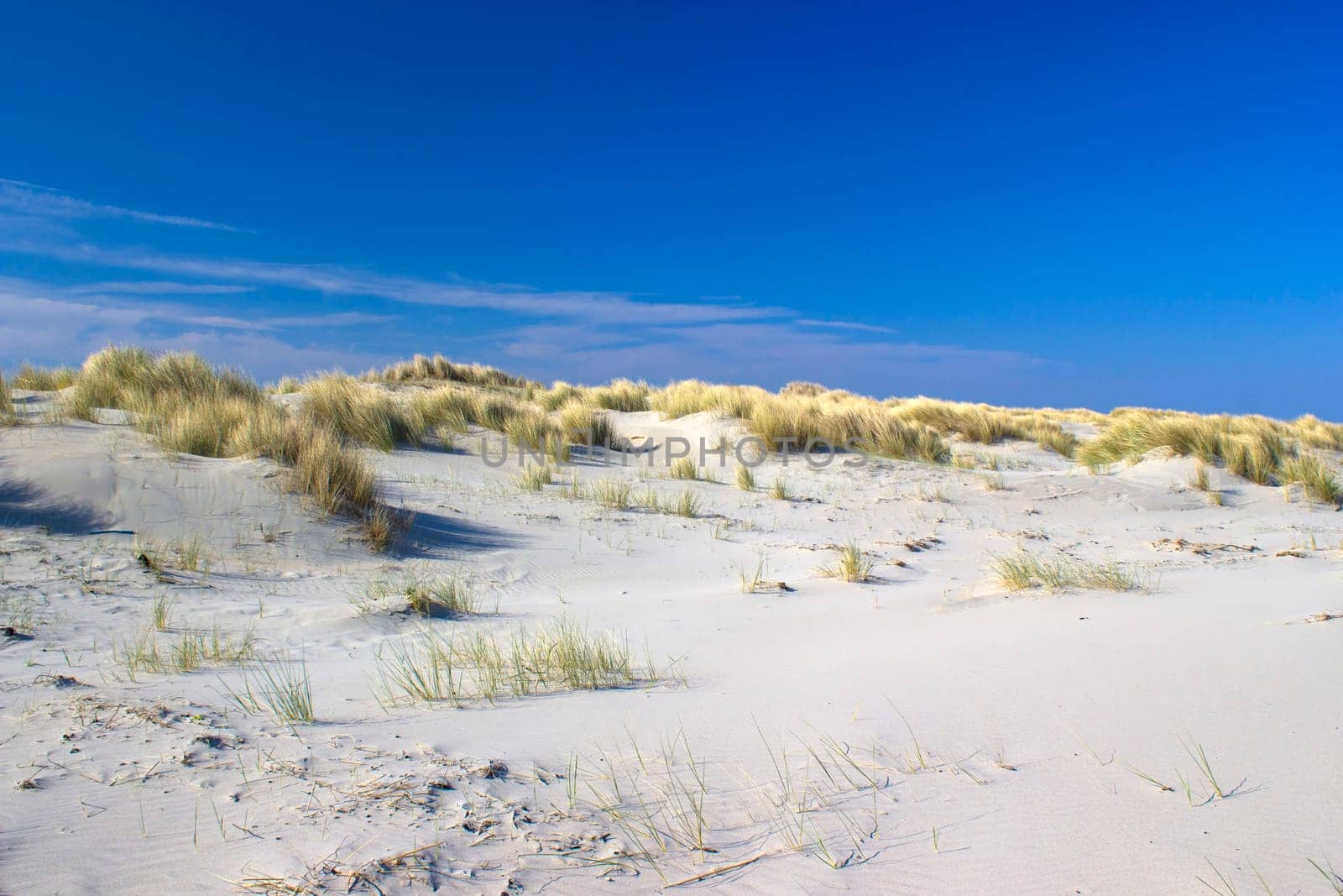 the dunes, Renesse, Zeeland, the Netherlands
