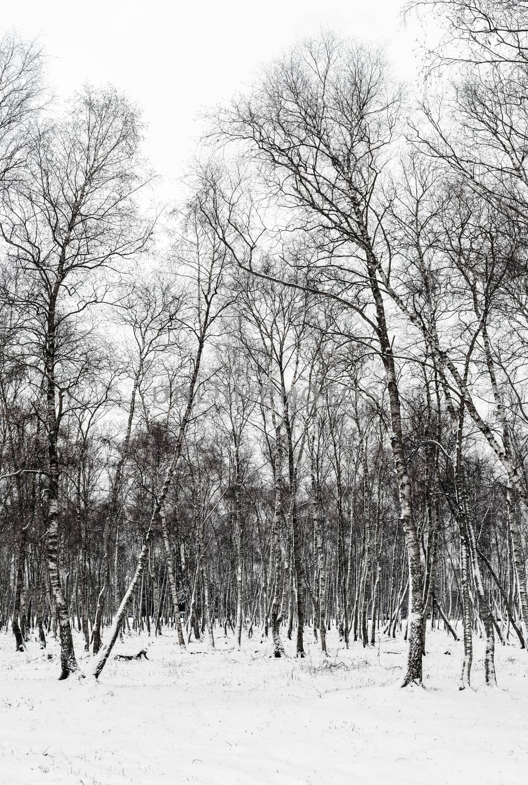 Winter landscape with birch trees. Trunks of birches in snowy forest.