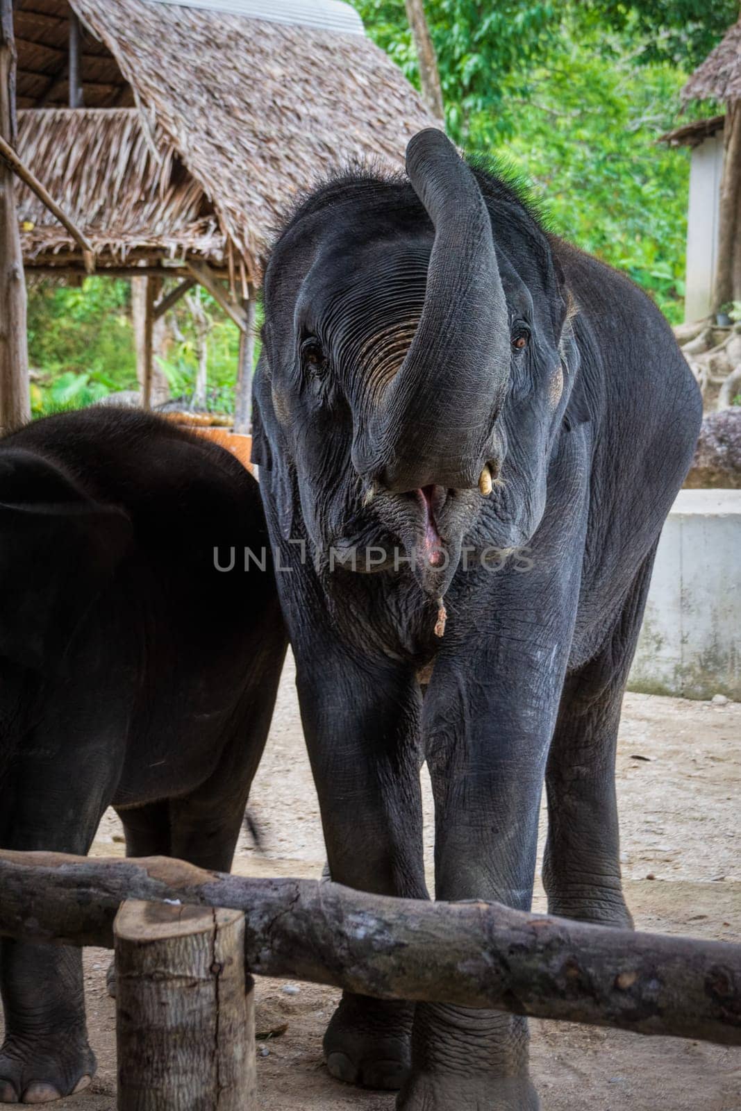 Happy Thai elephants, Elephas maximus indicus, with raised trunk on thatched house and jungle background, Phang Nga, Thailand