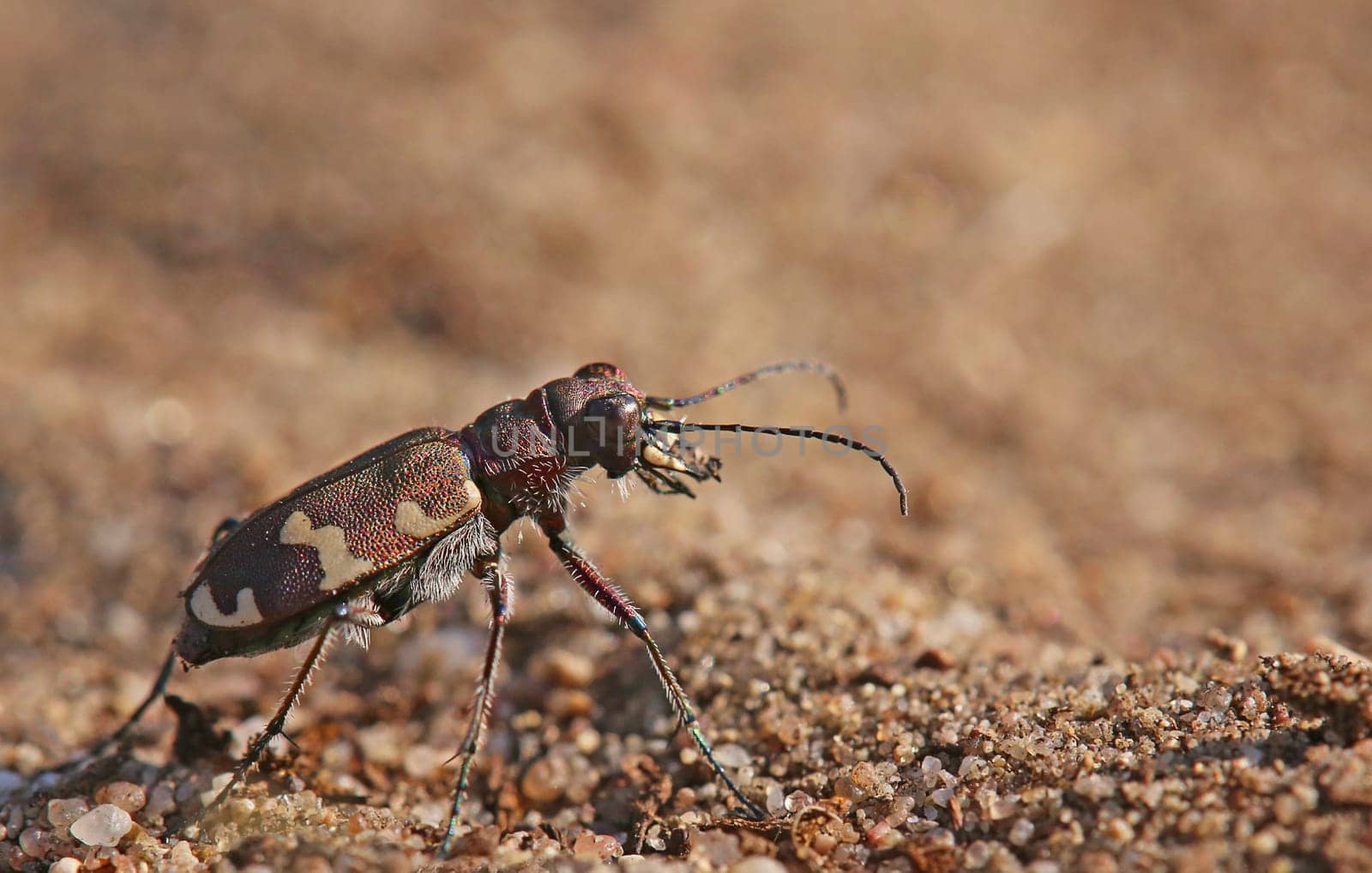 Dune ground beetle Cicindela hybrida from Sandhausener Düne Pflege Schönau