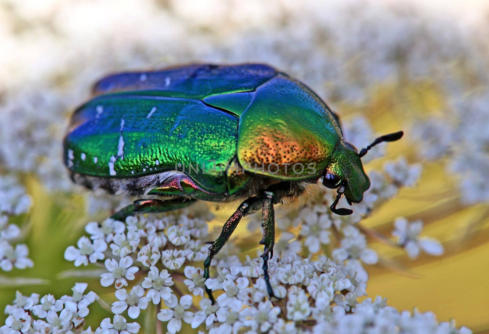 Macro image Magnificent rose beetle Cetonia aurata