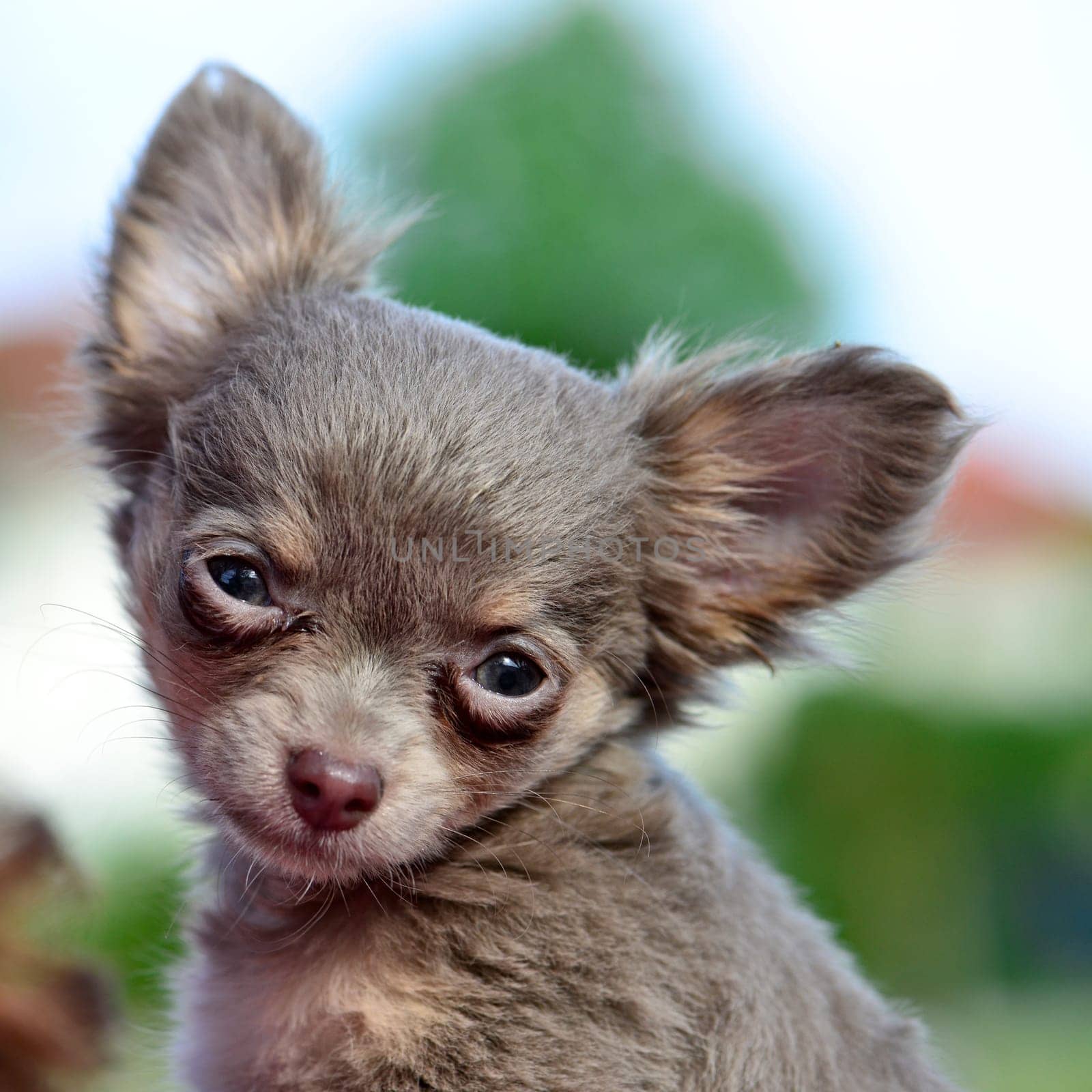 Portrait of a Chihuahua Puppy