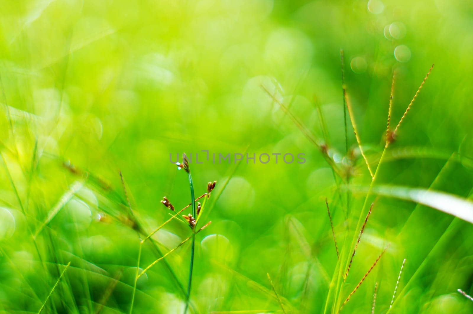 Abstract light bokeh green nature from green grass in sunlight
