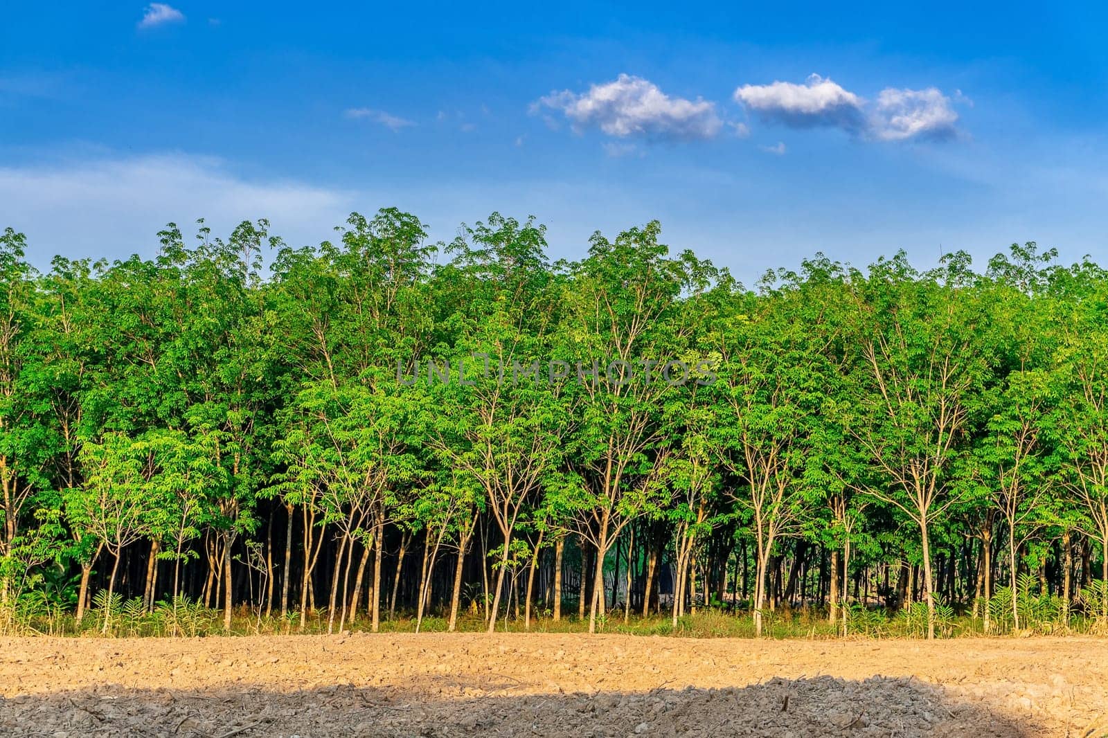Para rubber tree, latex rubber plantation and tree rubber in southern Thailand