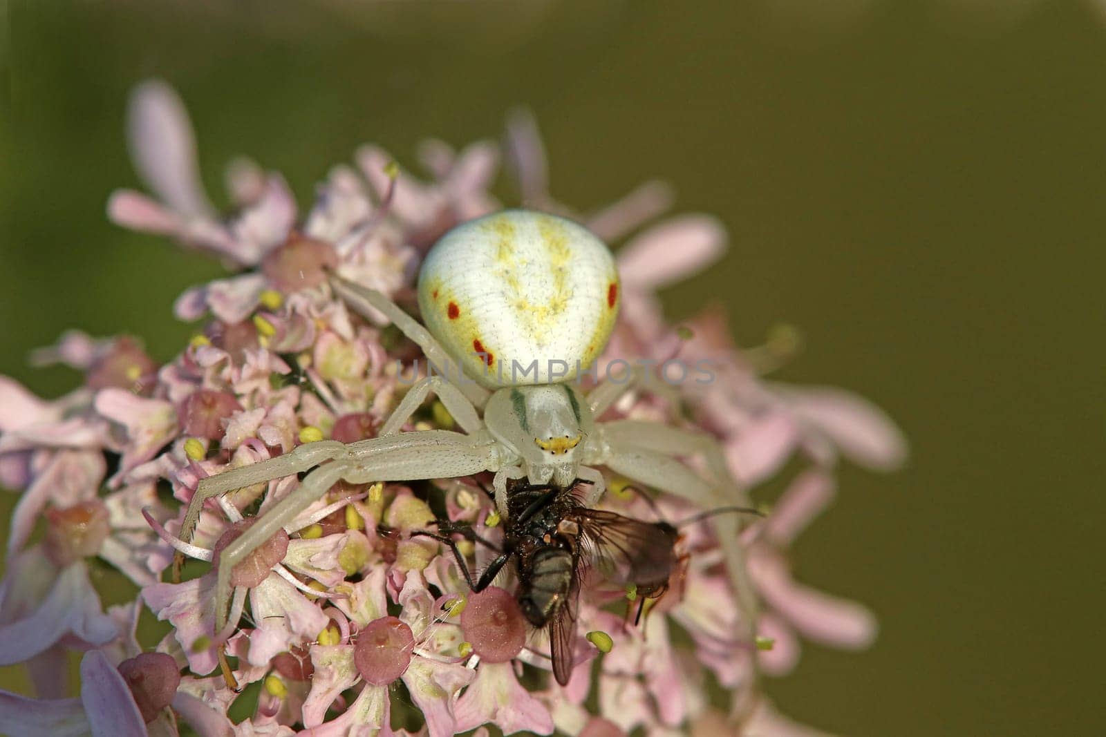 White crab spider Misumena vatia with captured fly