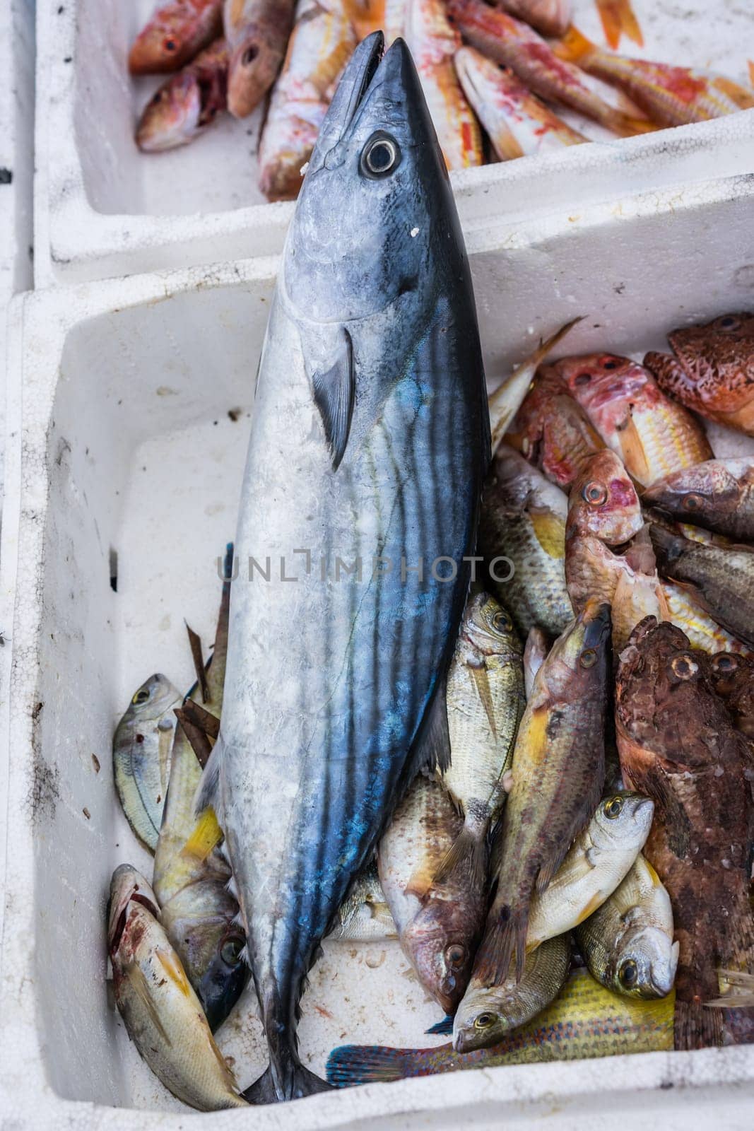 Styrofoam boxes of freshly caught fish on a fishermen boat in Zakynthos Port, Zakynthos City, Ionian island, Greece