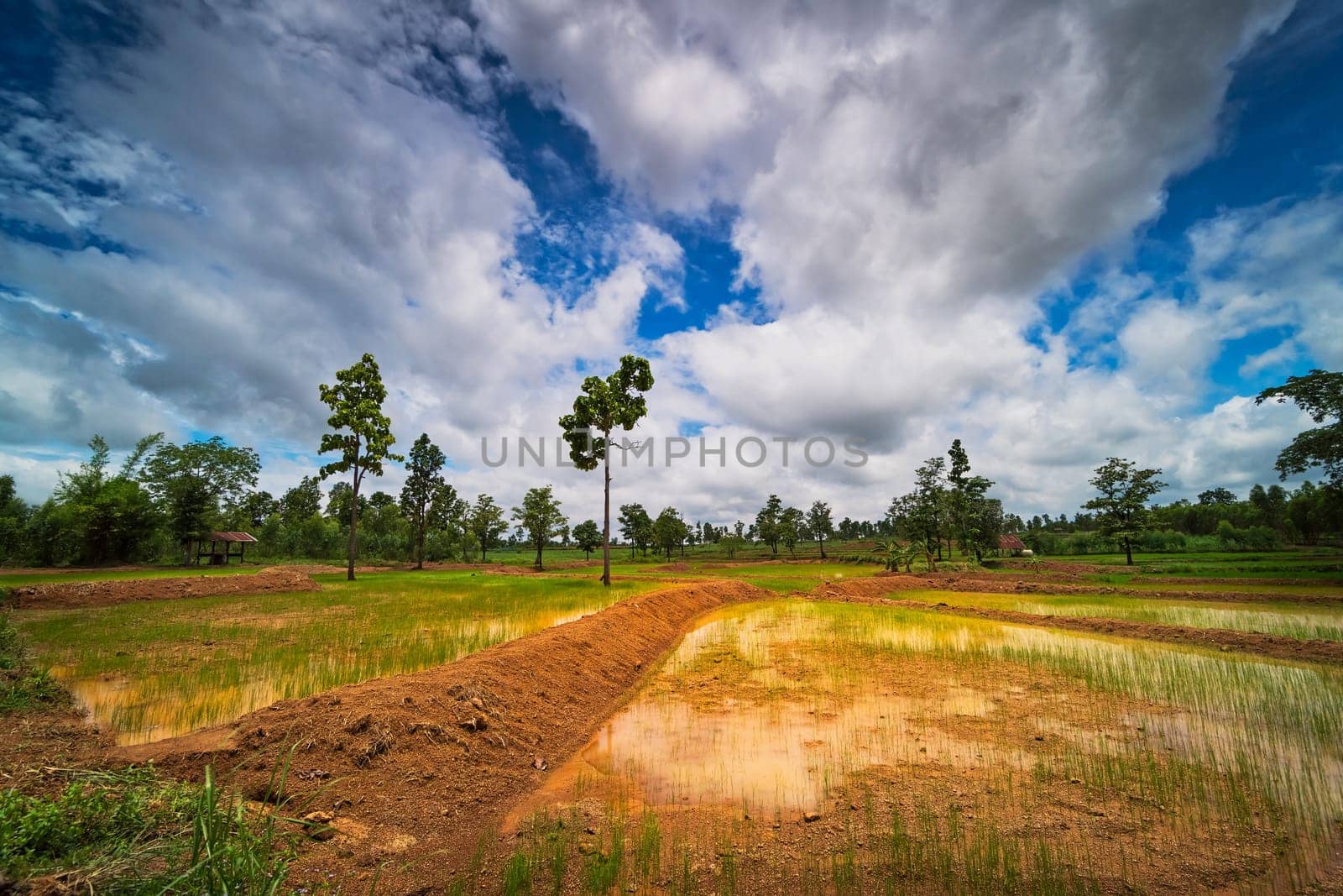 Landscape Rice Paddy, agriculture field with sky and cumulus clouds