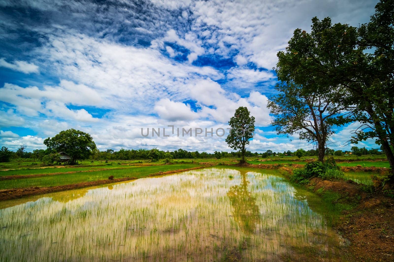 Landscape Rice Paddy, agriculture field with sky and cumulus clouds