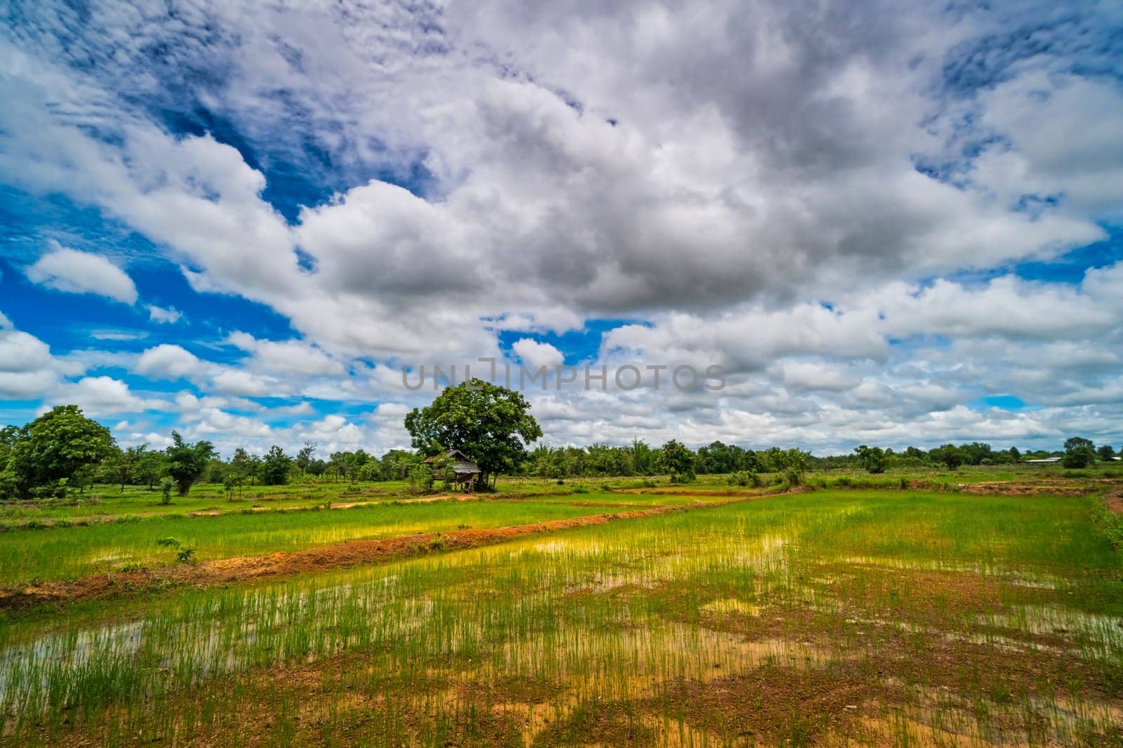 Landscape Rice Paddy, agriculture field with sky and cumulus clouds