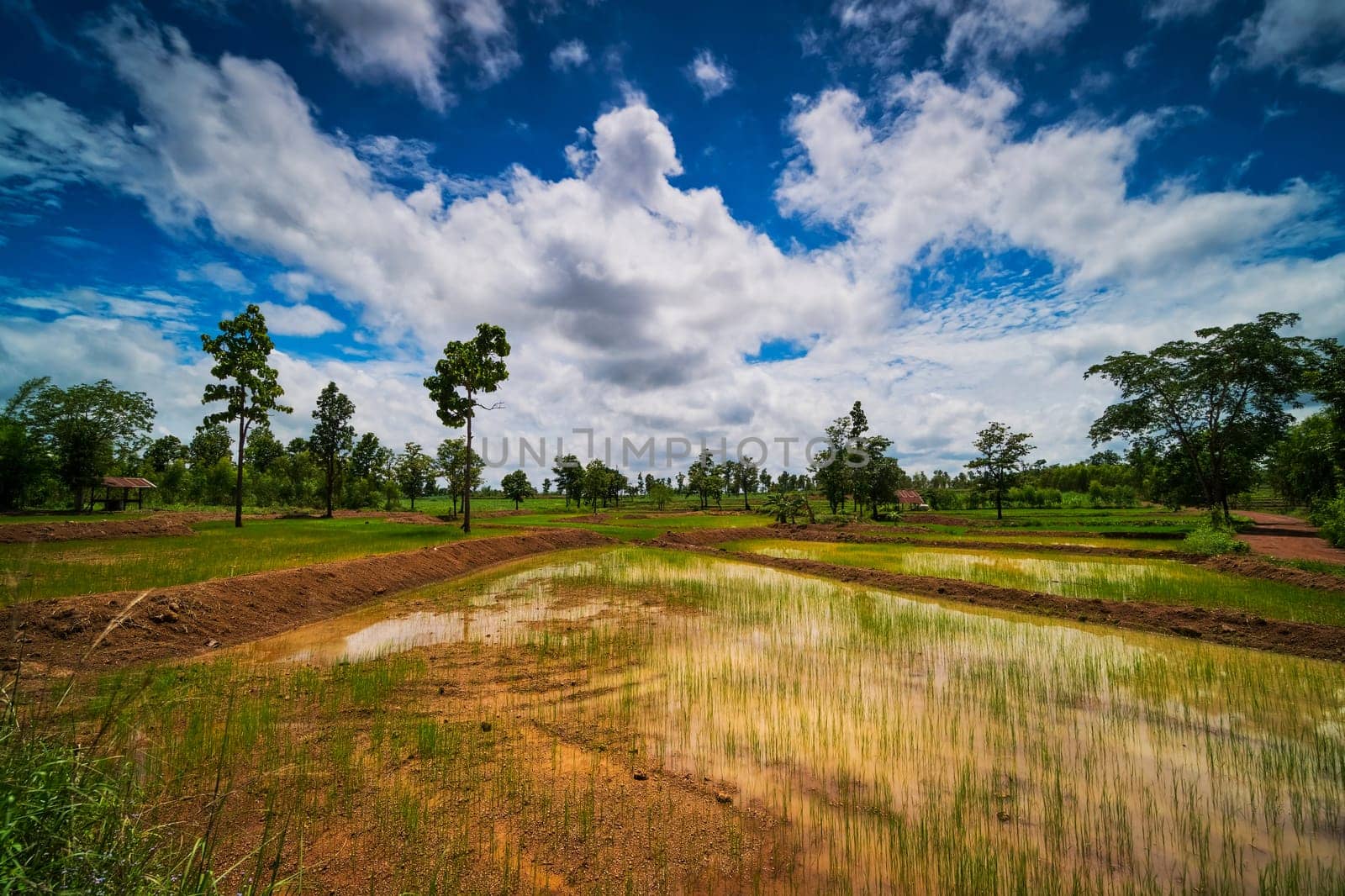 Landscape Rice Paddy, agriculture field with sky and cumulus clouds