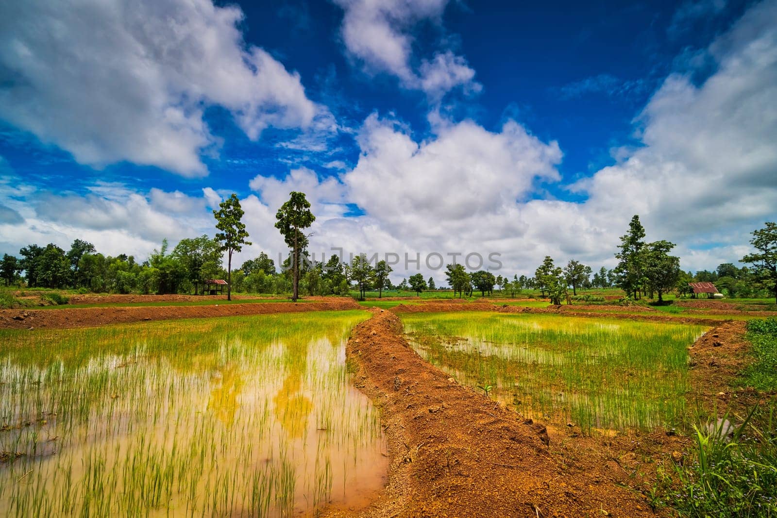 Landscape Rice Paddy, agriculture field with sky and cumulus clouds