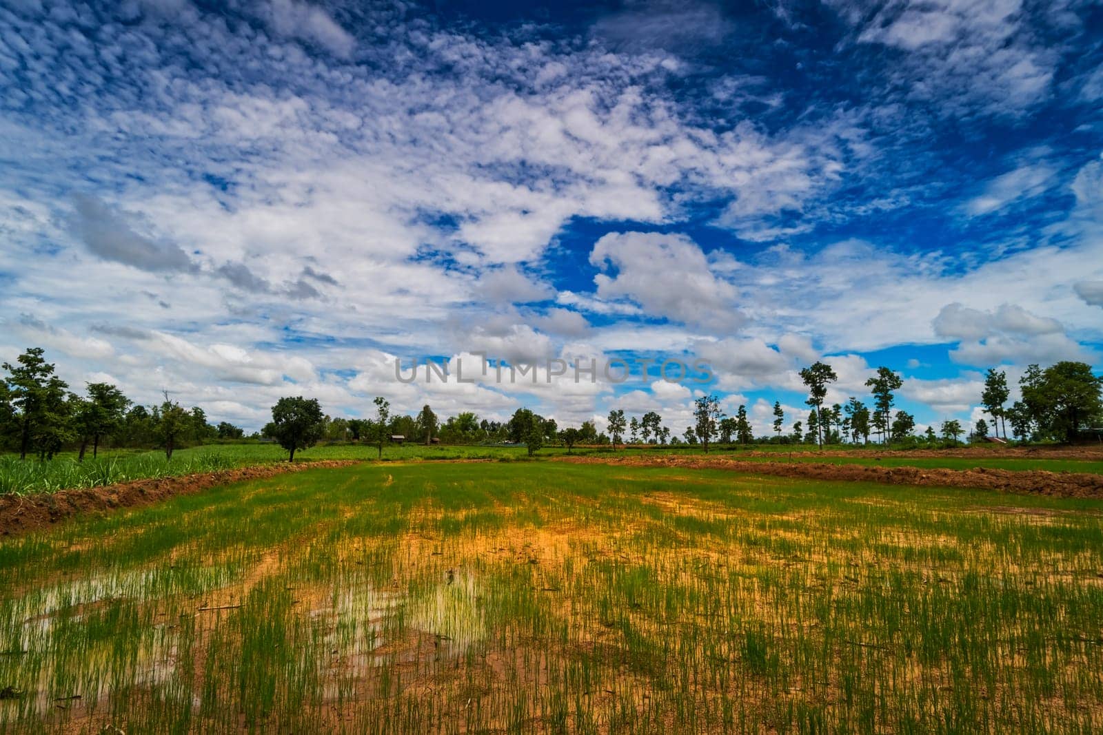 Landscape Rice Paddy, agriculture field with sky and cumulus clouds