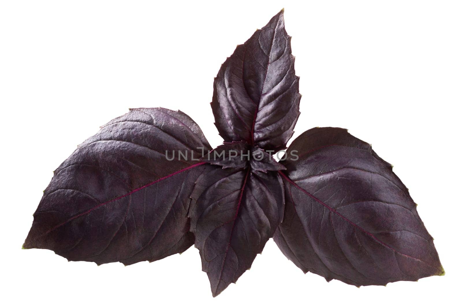Purple Basil leaves (Ocimum basilicum var. purpurascens), isolated