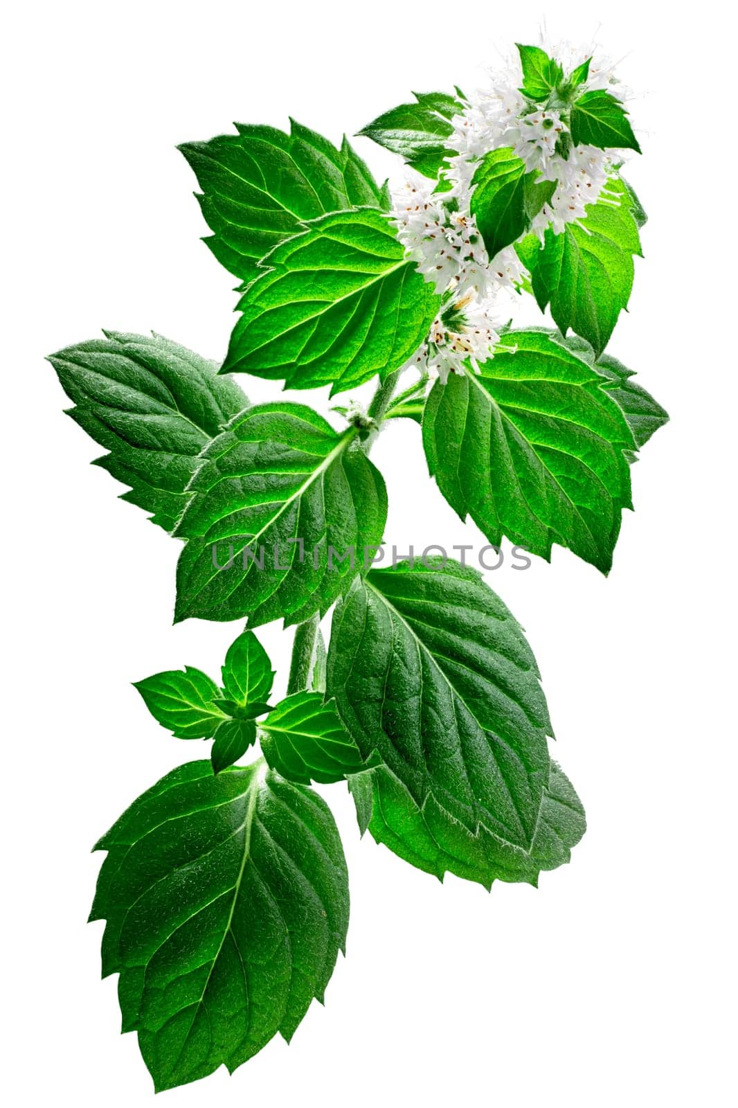 Peppermint (Mentha piperita) flowering plant, isolated