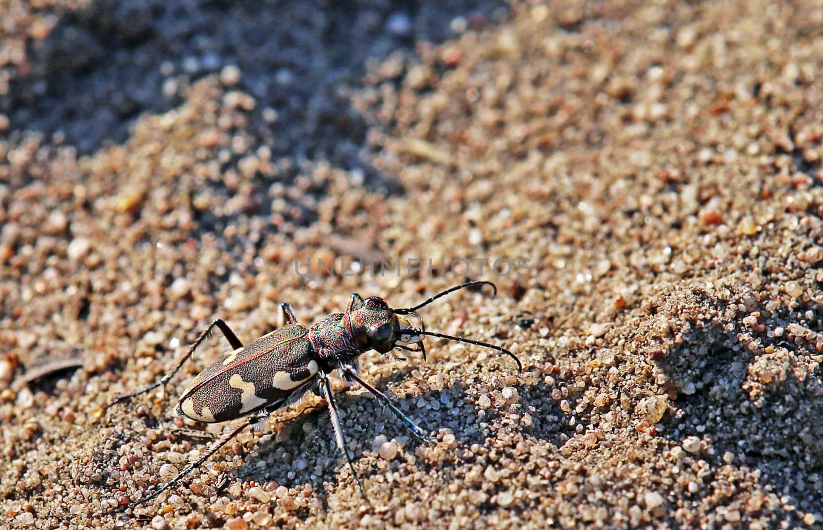 Dune ground beetle Cicindela hybrida from Sandhausen