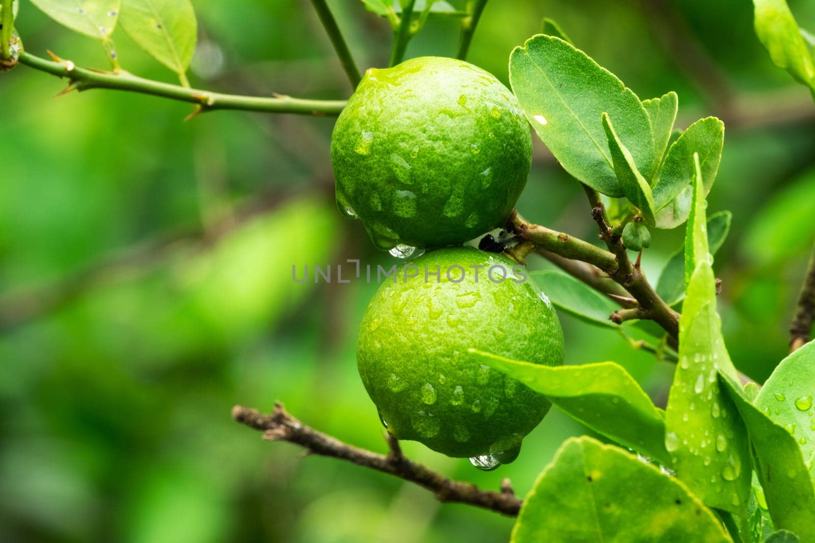 Lime Fruit On Tree, close up of citrus fruit