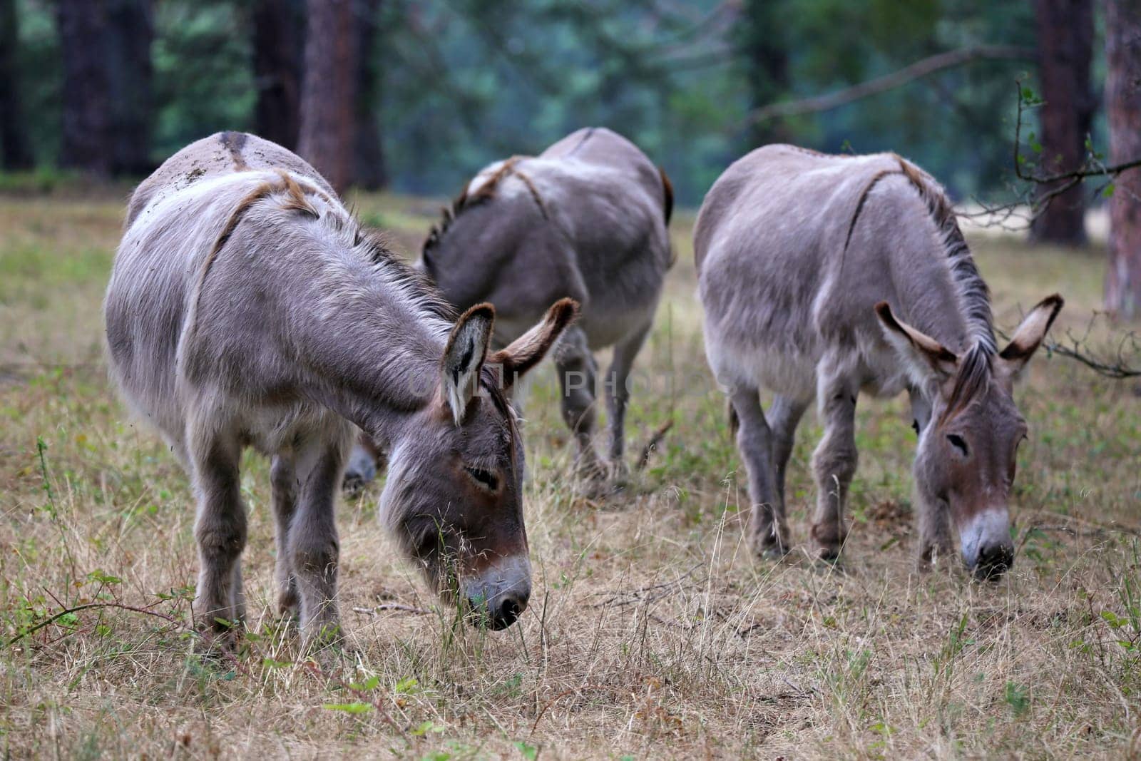 Three donkeys in the Sandhausen nature reserve Pflege Schönau