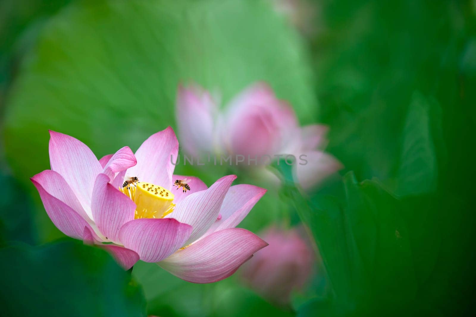 The Beauty pink lotus or water lily is in closeup in pond wiht two bee there