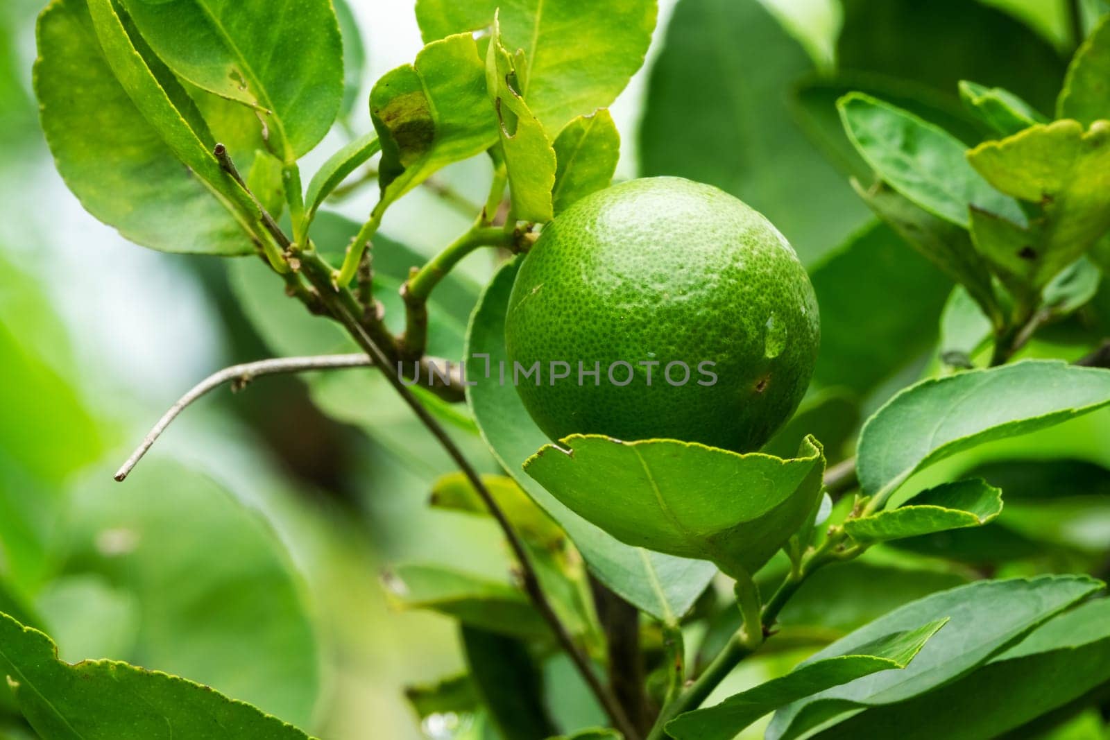 Lime Fruit On Tree, close up of citrus fruit