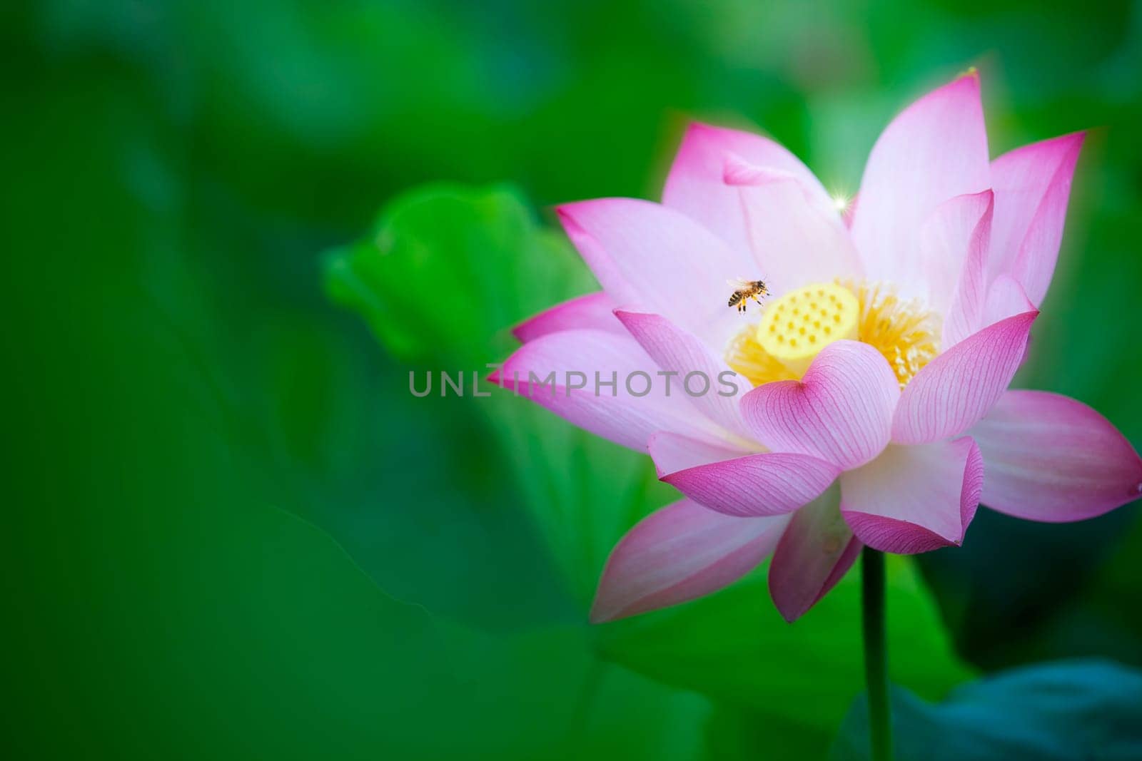 The Beauty pink lotus or water lily is in closeup in pond wiht two bee there