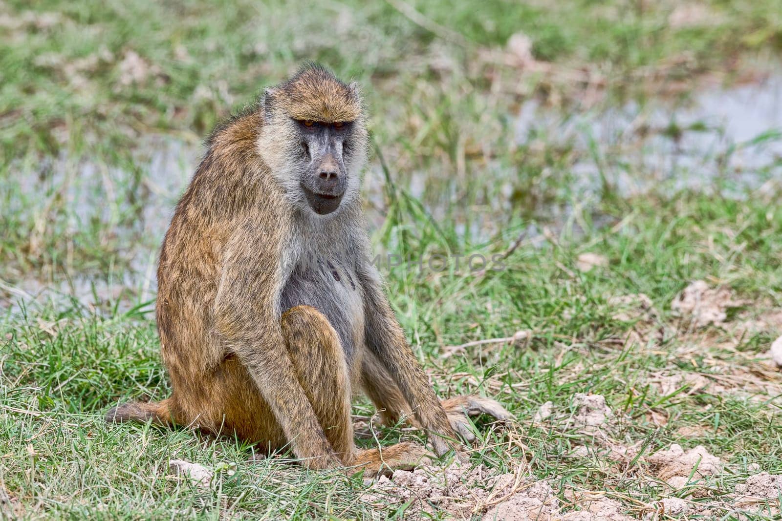 Steppe baboon (Papio cynocephalus),adult,Amboseli National Park,Kenya