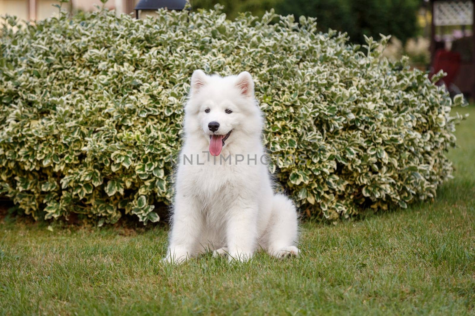 White puppy Samoyed husky sitting on a green lawn
