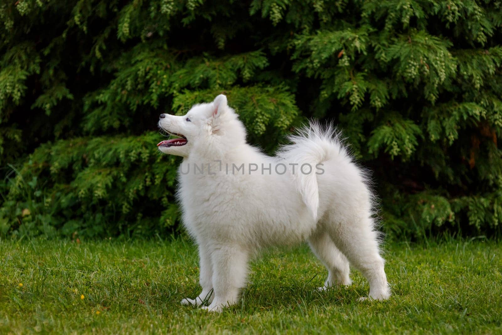 White puppy of samoyed husky standing in rack on green grass
