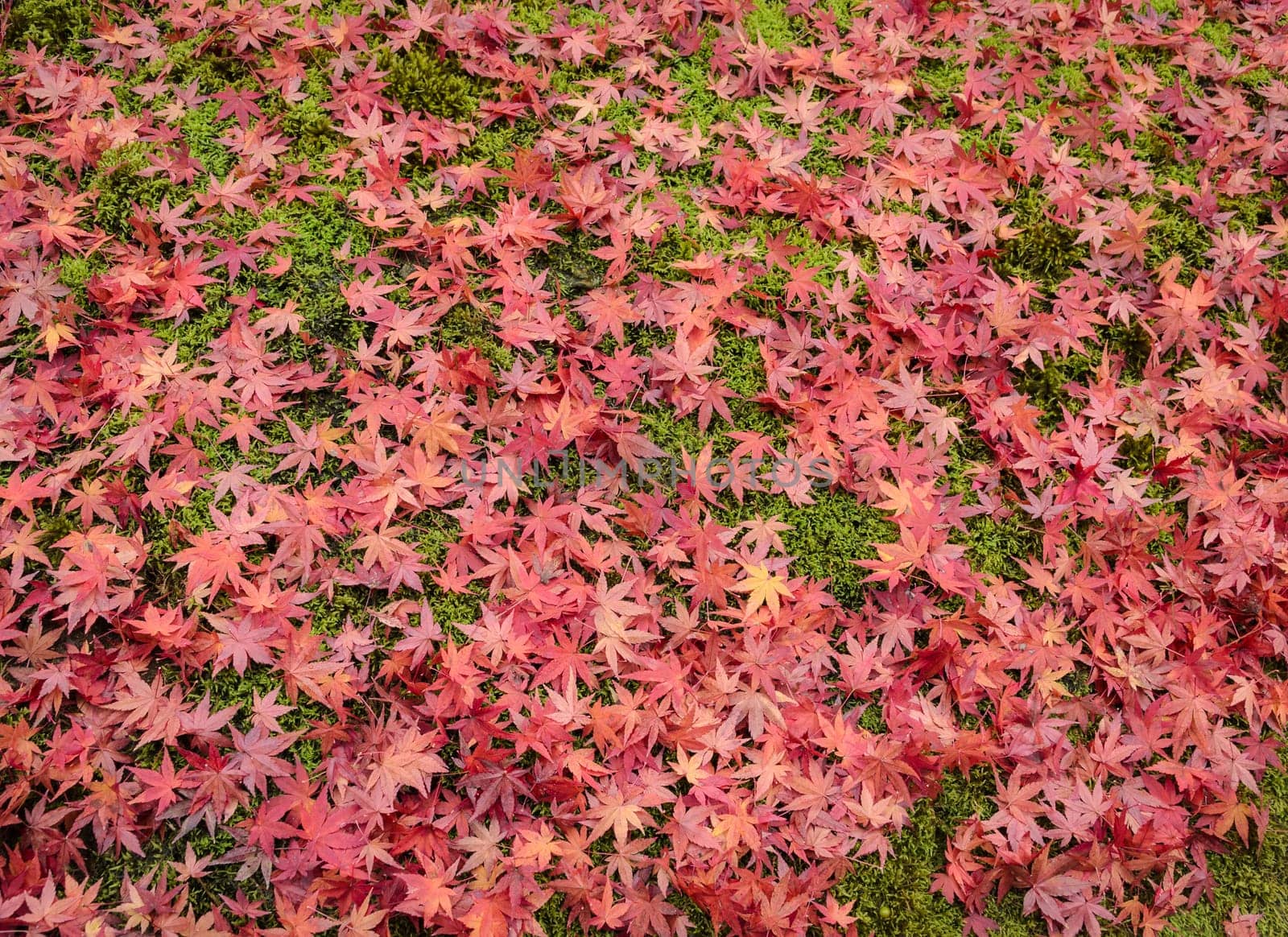 Colorful autumn background with carpet of red maple leaves on grass in Japan