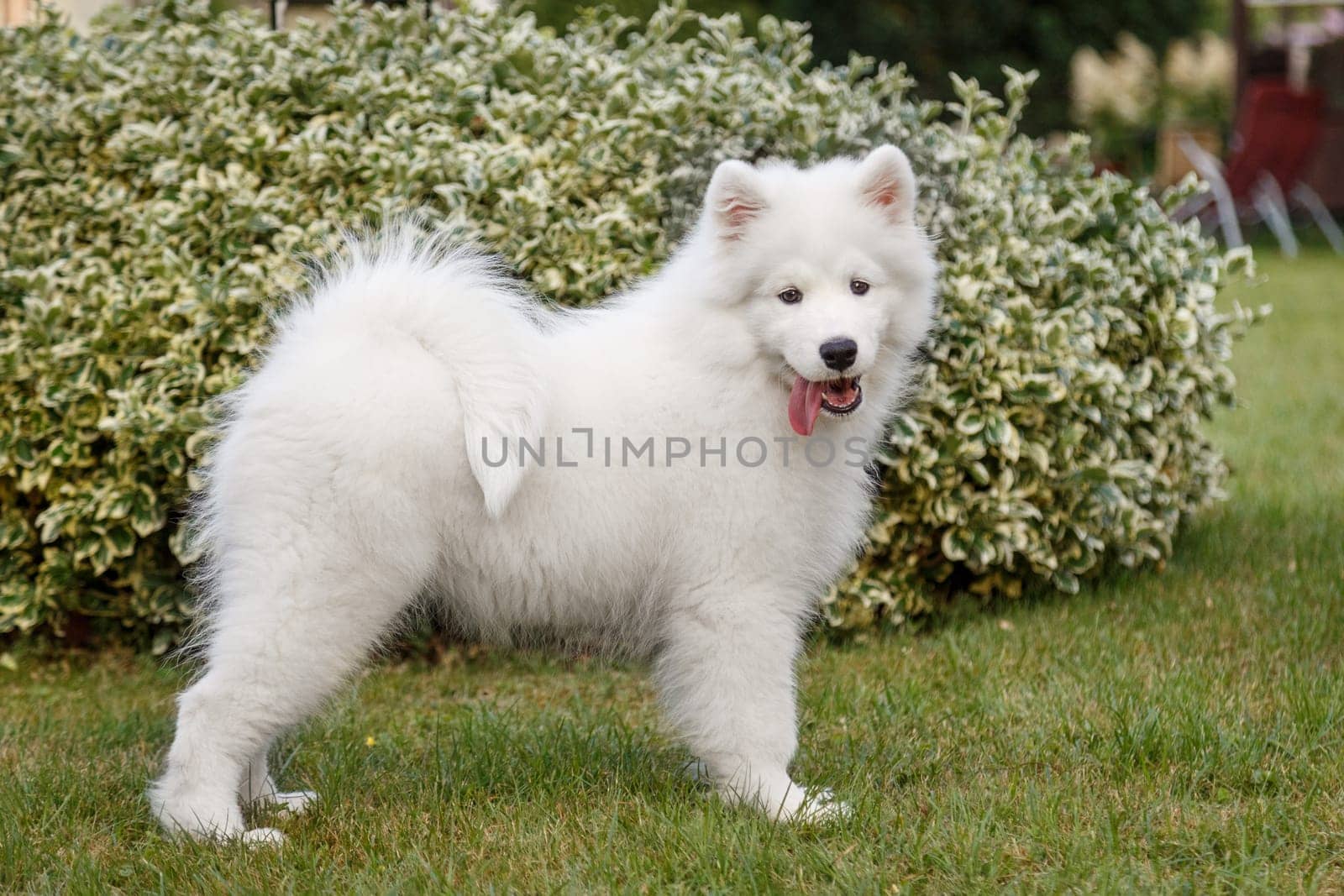White puppy Samoyed husky standing in a rack on the green lawn