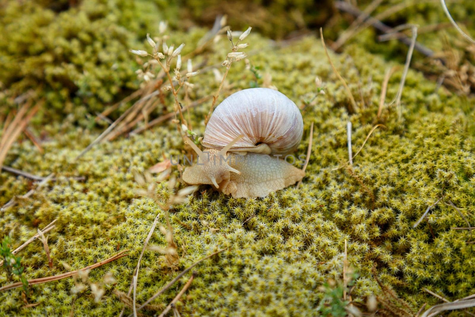 Snail sitting on the surface of the moss in natural conditions