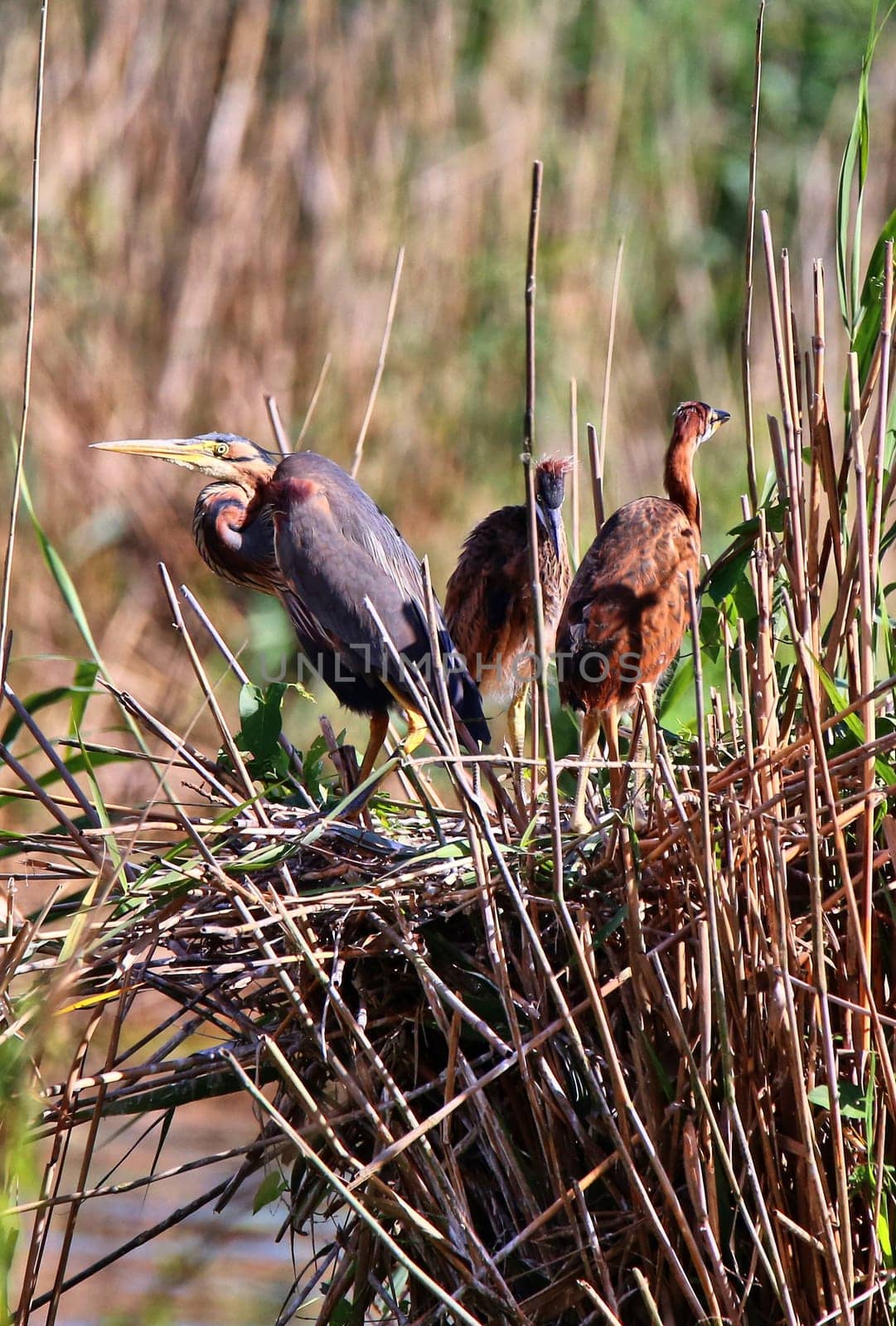 Purple heron Ardea purpurea with young birds in the Wagbach lowlands