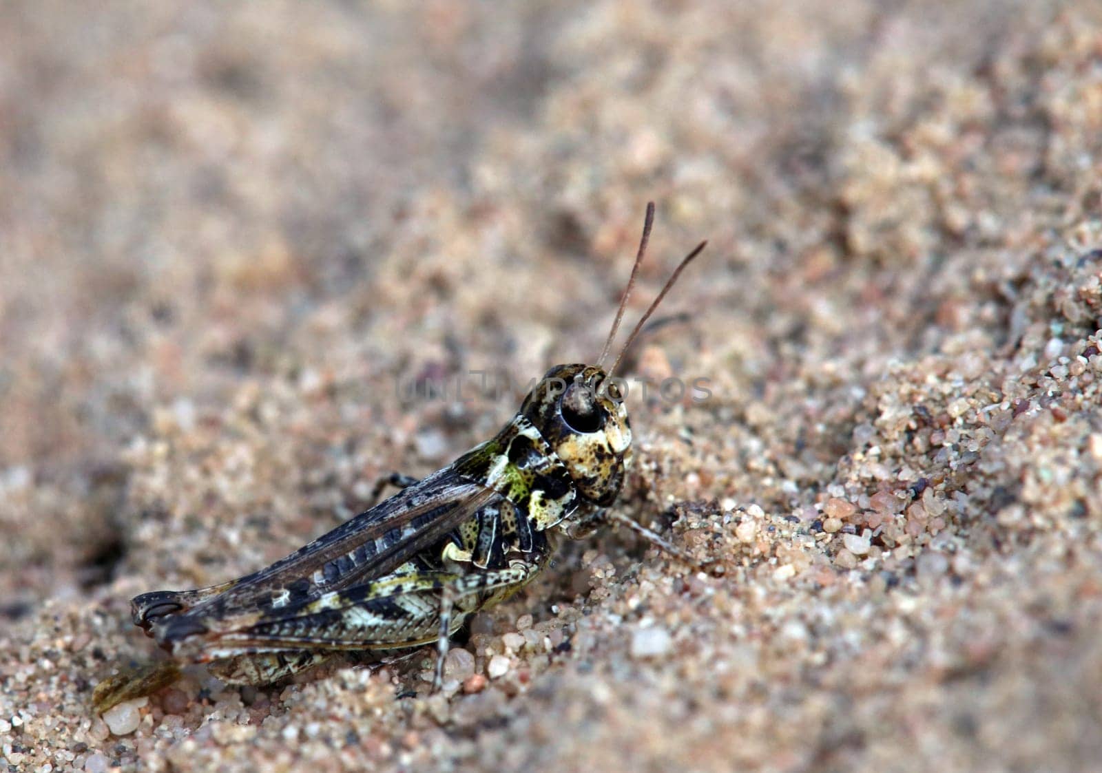 Spotted club grasshopper Myrmeleotettix maculatus from the dune in Sandhausen