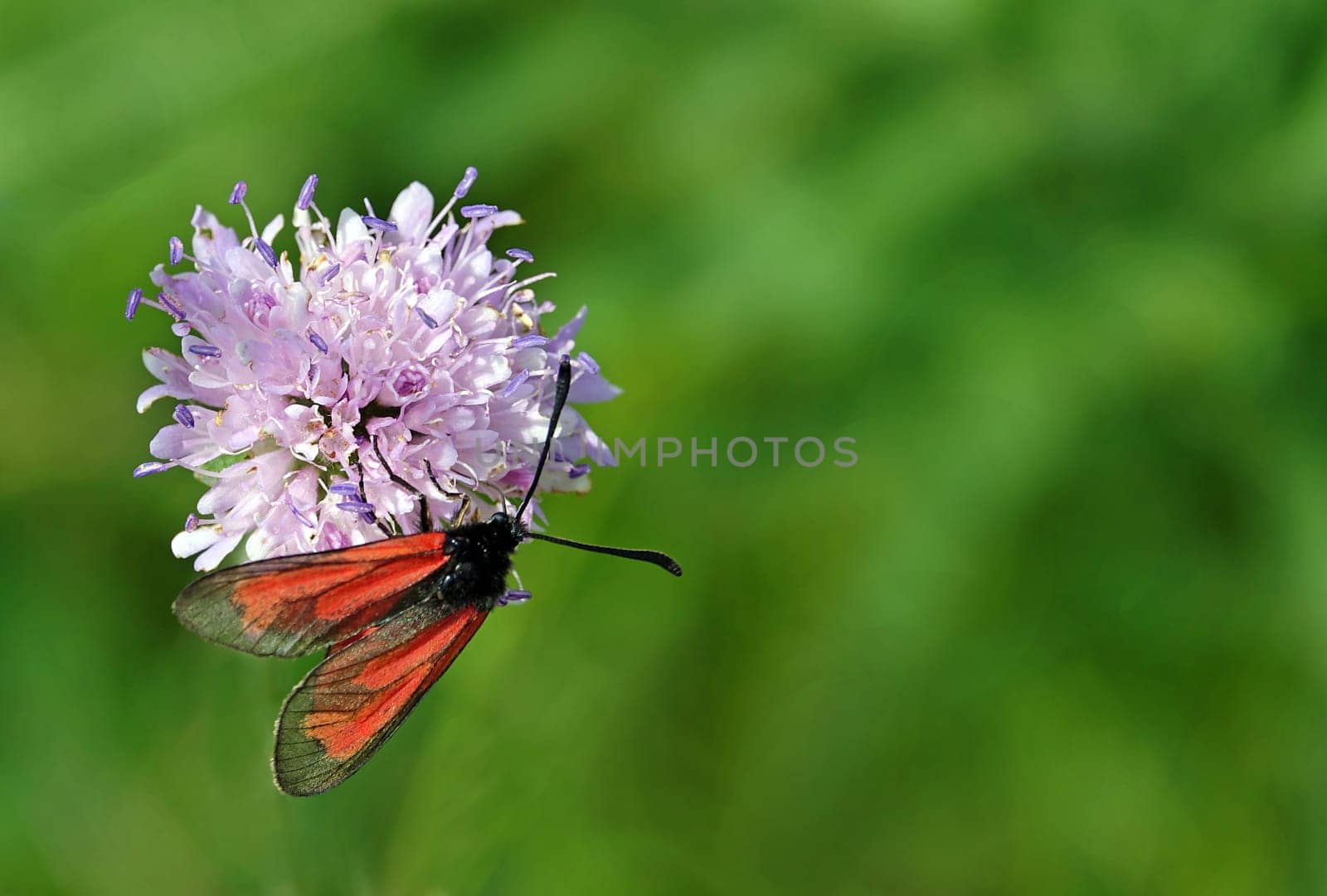 Thyme ram Zygaena purpuralis from Haselschacher Buck in the Kaiserstuhl