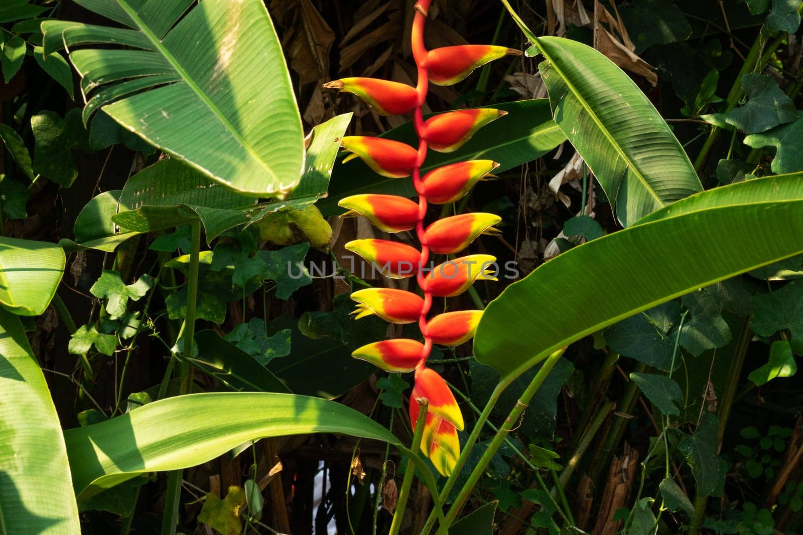 False Bird Of Paradise Thailand, close up of tropical flower