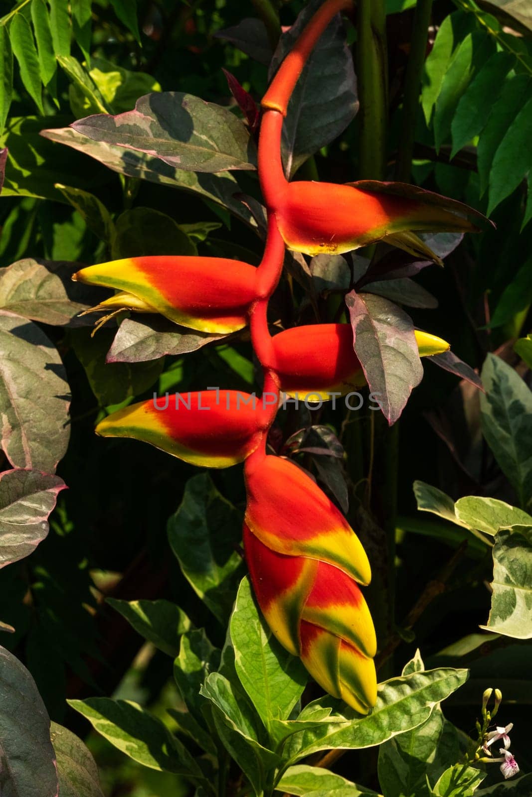 False Bird Of Paradise Thailand, close up of tropical flower