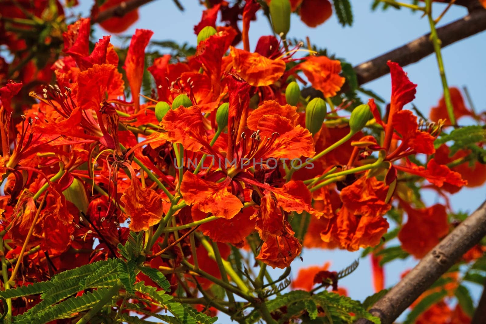 Flame Tree Red, close up of tropical tree in bloom