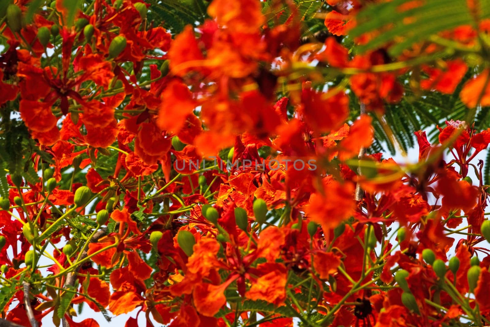 Flame Tree Red, close up of tropical tree in bloom