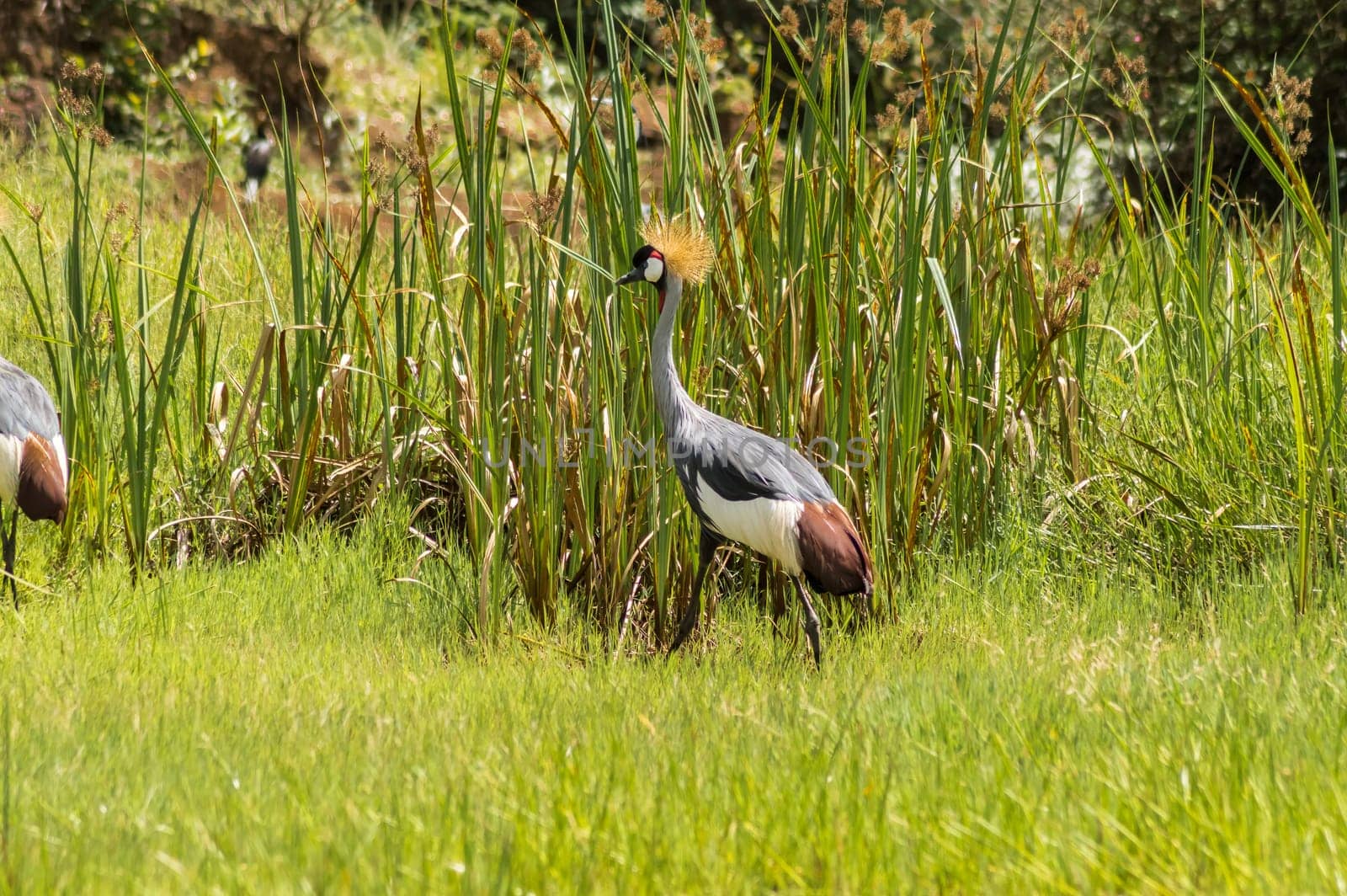 Two Royale cranes in a grass and reed meadow near the city of Thika in central Kenya
