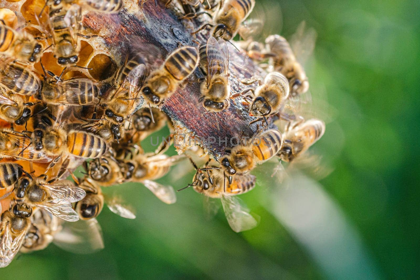 honey bees on honeycomb in apiary in summertime