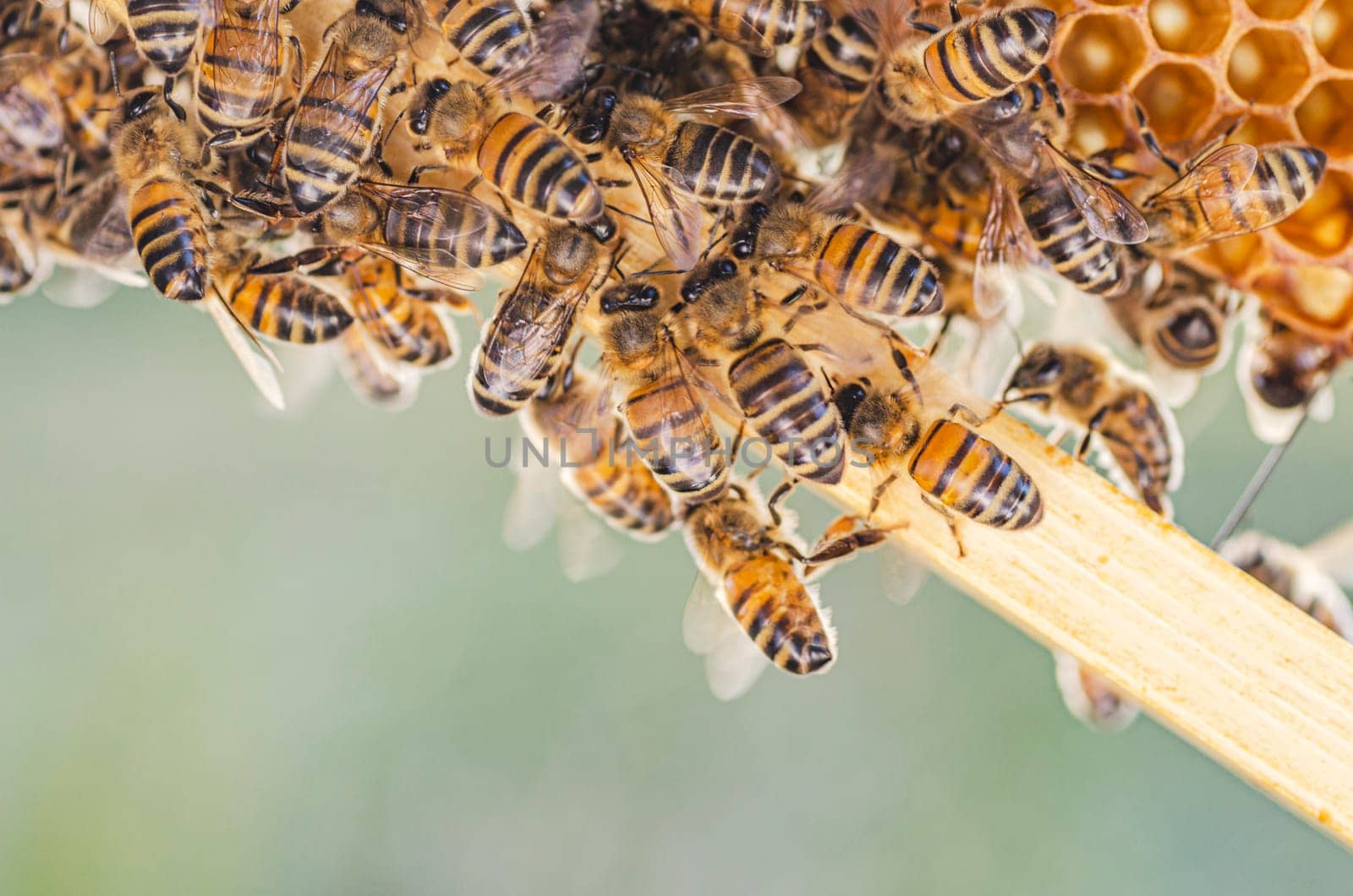 honey bees on honeycomb in apiary in summertime