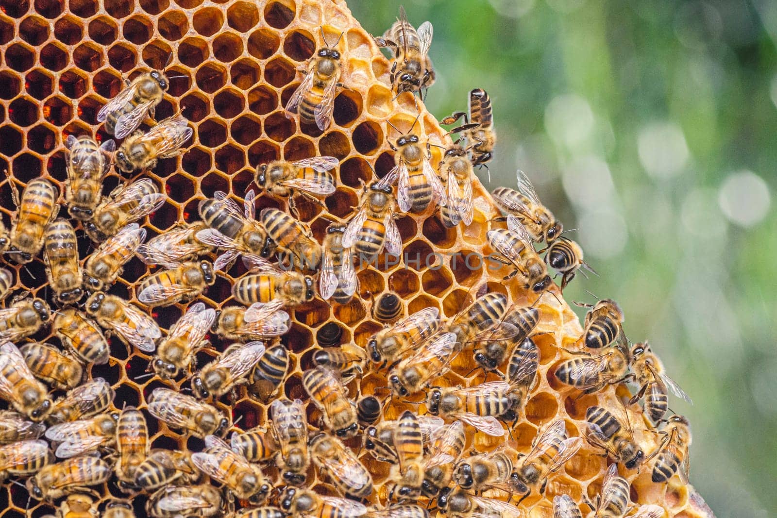 honey bees on honeycomb in apiary in summertime