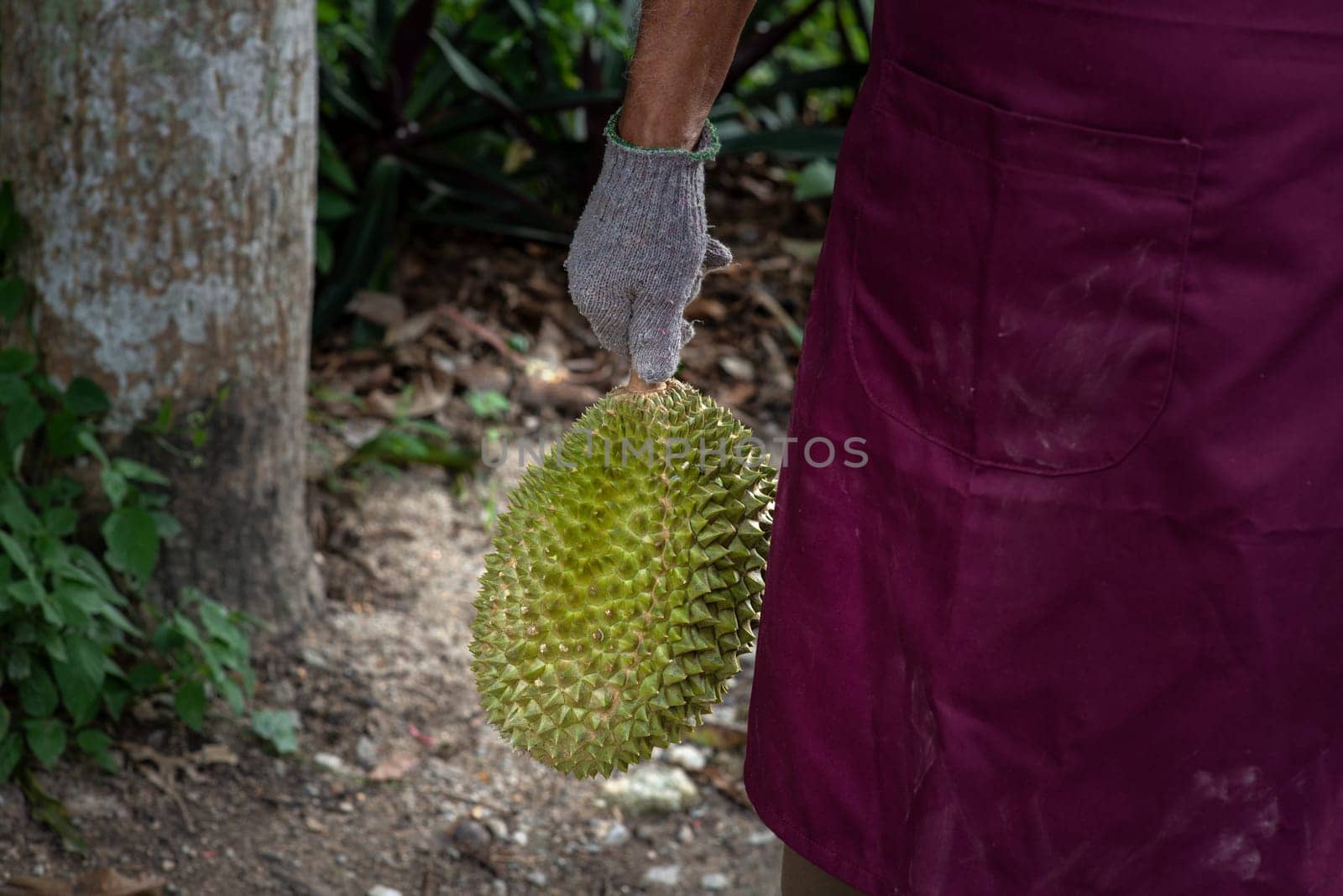 Farmer and musang king durian in orchard.