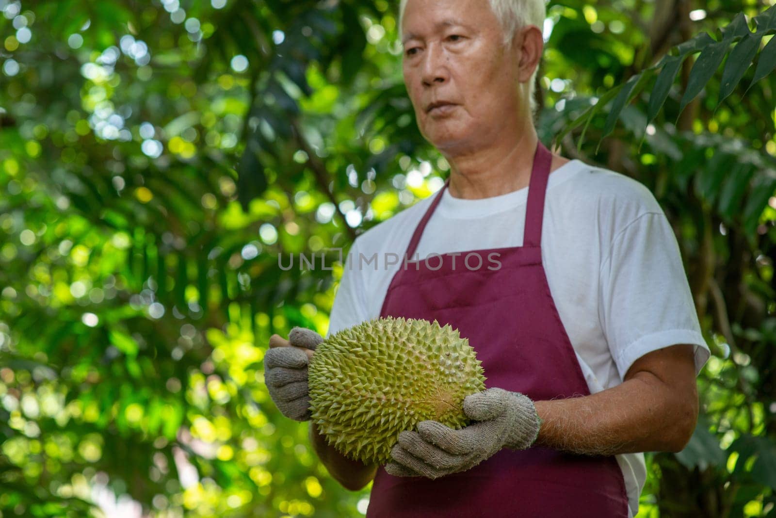 Farmer and musang king durian in orchard.