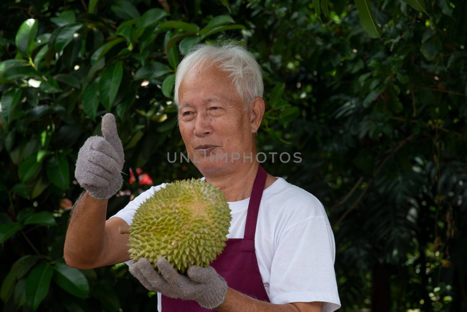 Farmer and musang king durian in orchard.