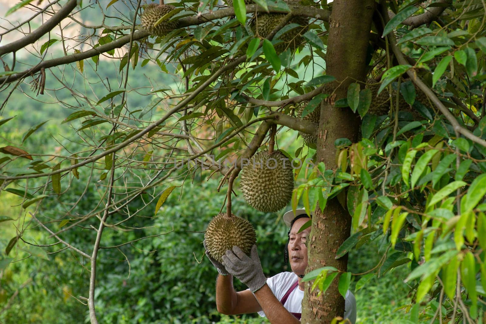 Farmer and Blackthorn durian tree in orchard.