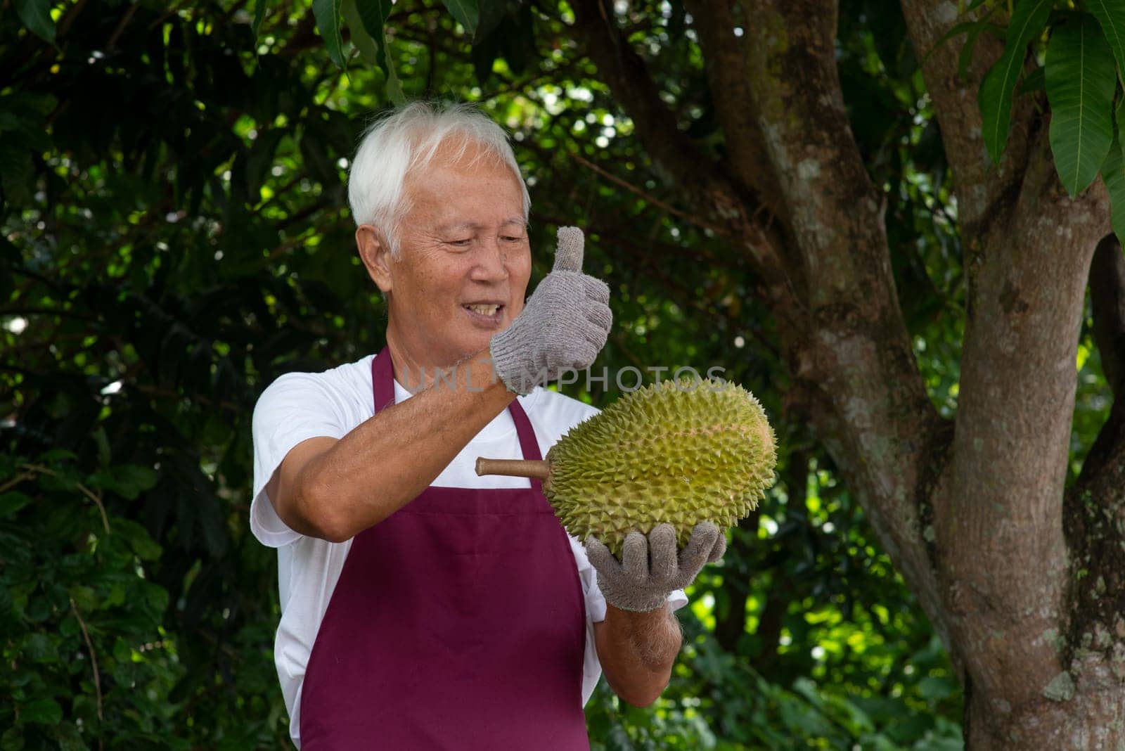 Farmer and musang king durian in orchard.