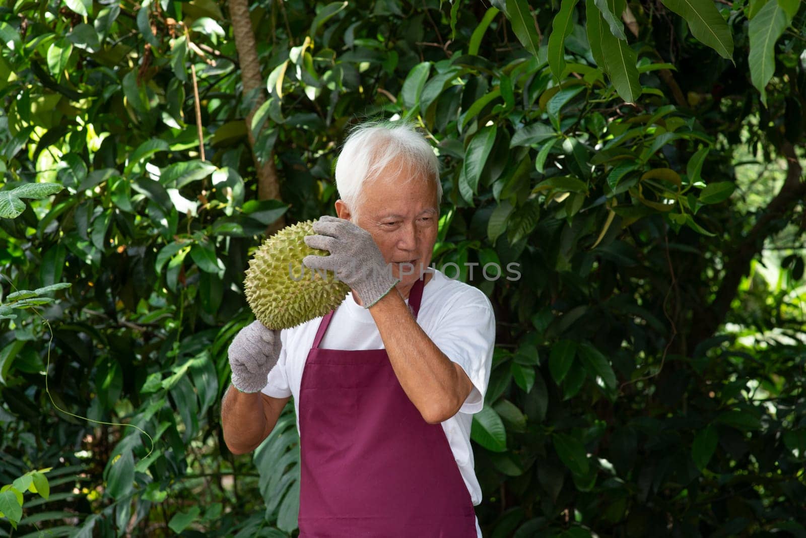 Farmer and musang king durian in orchard.